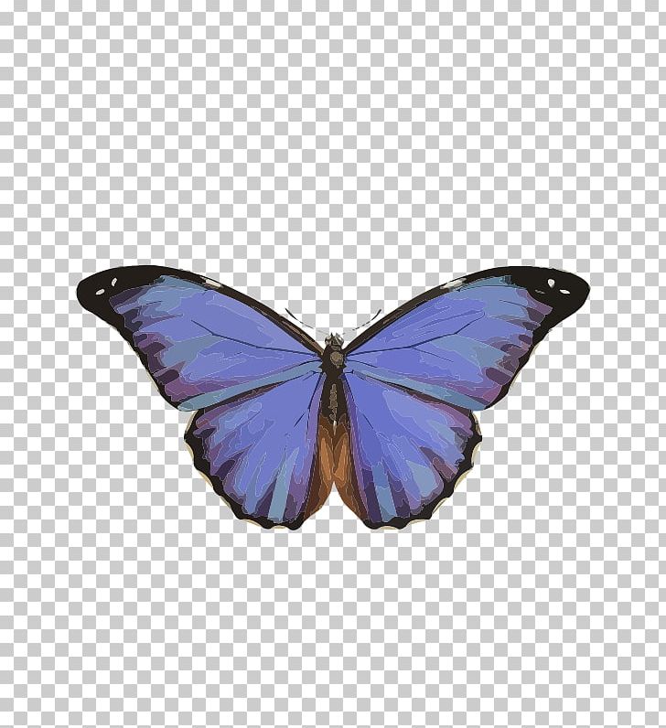 Butterfly Morpho Peleides Insect Morpho Rhetenor PNG, Clipart, Aglais Io, Brush Footed Butterfly, Butterflies And Moths, Butterfly, Drawing Free PNG Download