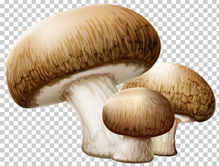Common Mushroom Edible Mushroom PNG, Clipart, Agaricaceae, Agaricomycetes, Agaricus, Amanita Muscaria, Champignon Mushroom Free PNG Download