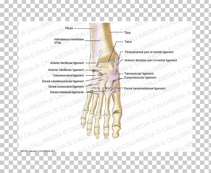 Ligament Foot Anatomy Human Skeleton Dorsum PNG, Clipart, Abdomen, Anatomy, Angle, Ankle, Anterior Free PNG Download