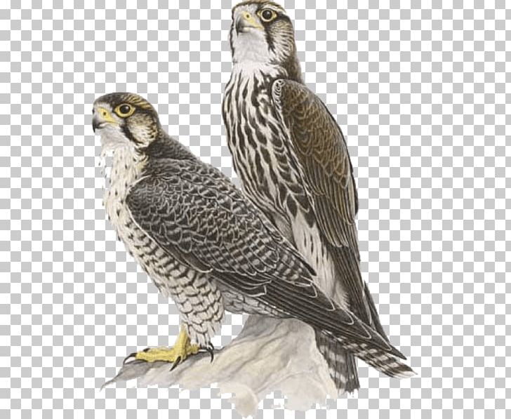Portable Network Graphics Falcon Transparency Computer Icons PNG, Clipart, Animals, Beak, Bird, Bird Of Prey, Buzzard Free PNG Download