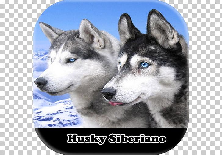 Siberian Husky Alaskan Klee Kai Puppy El Husky Siberiano Samoyed Dog PNG, Clipart, Animal, Animals, Carnivoran, Cuteness, Dog Breed Free PNG Download