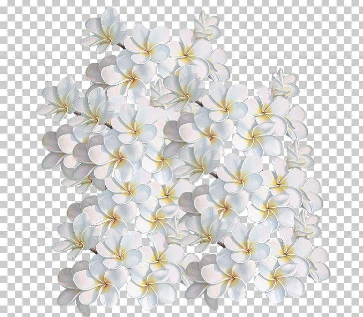 Petal Cut Flowers Floral Design Birthday PNG, Clipart, Beyaz Gul, Beyaz Gul Resimleri, Birthday, Blossom, Branch Free PNG Download