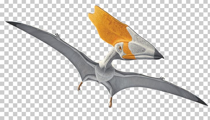 Thalassodromeus Carnegie Museum Of Natural History American Museum Of Natural History Pterodactyls Quetzalcoatlus PNG, Clipart, Campylognathoididae, Carnegie Museum Of Natural History, Cold Weapon, Dinosaur, Fantasy Free PNG Download