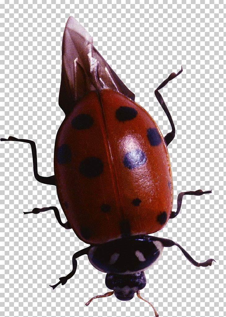 Beetle Coccinella Harlequin Ladybird PNG, Clipart, Animal, Animals, Arthropod, Beetle, Caricature Free PNG Download