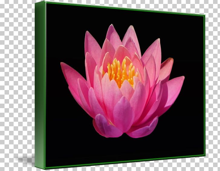 Nelumbo Nucifera Proteales Aquatic Plants Petal Flower PNG, Clipart, Aquatic Plant, Aquatic Plants, Family, Flower, Flowering Plant Free PNG Download