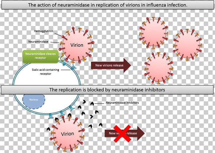 Neuraminidase Inhibitor Enzyme Inhibitor Oseltamivir Influenza PNG, Clipart, Antiviral Drug, Area, B Cell, Brand, Cell Free PNG Download