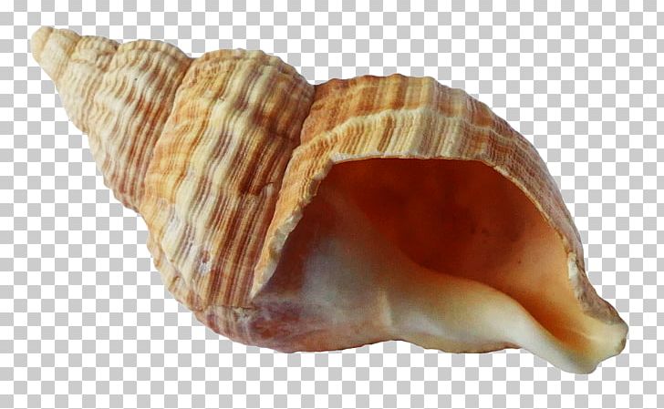 Seashell Shellfish PNG, Clipart, Beach, Clam, Clams Oysters Mussels And Scallops, Coast, Cockle Free PNG Download