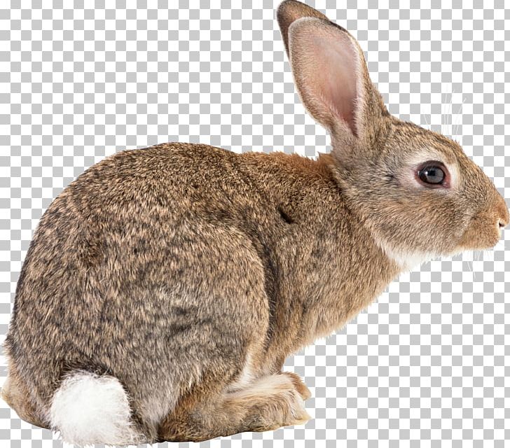 Flemish Giant Rabbit Californian Rabbit Angora Rabbit New Zealand Red Rabbit New Zealand White Rabbit PNG, Clipart, Animal, Animals, Domestic Rabbit, Easter Bunny, Fauna Free PNG Download
