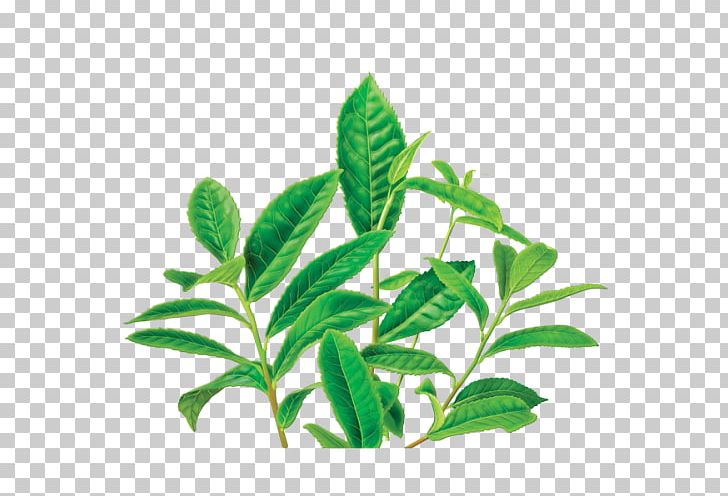 Green Tea Earl Grey Tea Tea Plant Herbal Tea PNG, Clipart, Caffeine, Da Hong Pao, Decaffeination, Earl Grey Tea, Food Free PNG Download