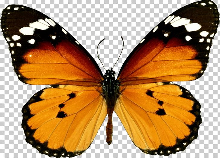 Monarch Butterfly Danaus Chrysippus 123 Kids Fun FLASHCARDS PNG, Clipart, 123 Kids Fun Puzzle Red, Arthropod, Brush Footed Butterfly, Buterfly, Butterfly Free PNG Download