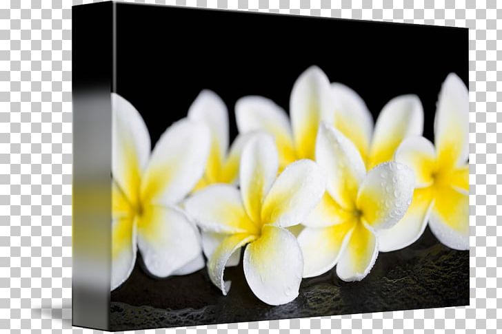 Petal Plumeria Obtusa Gallery Wrap Floristry Canvas PNG, Clipart, Art, Canvas, Floristry, Flower, Flowering Plant Free PNG Download