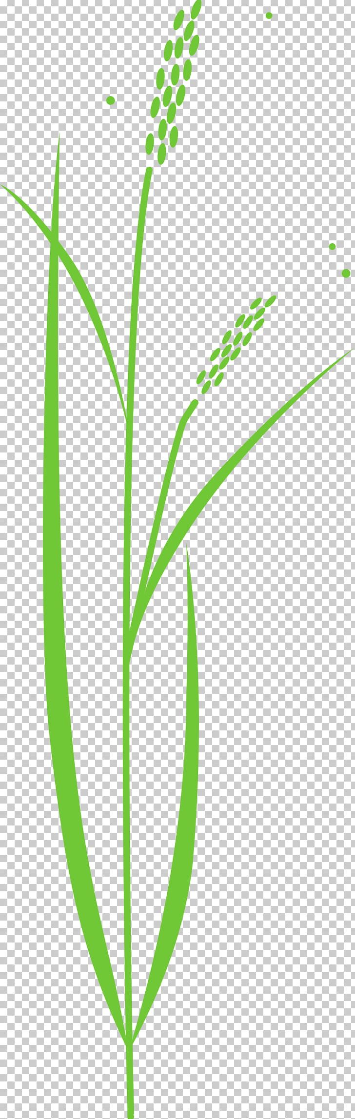 Rice Cereal Plant PNG, Clipart, Cereal, Commodity, Desktop Wallpaper, Drawing, Flora Free PNG Download