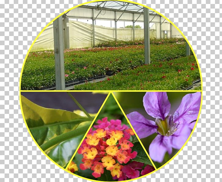 Flowering Plant Greenhouse Annual Plant PNG, Clipart, Annual Plant, Flora, Flower, Flowering Plant, Grass Free PNG Download