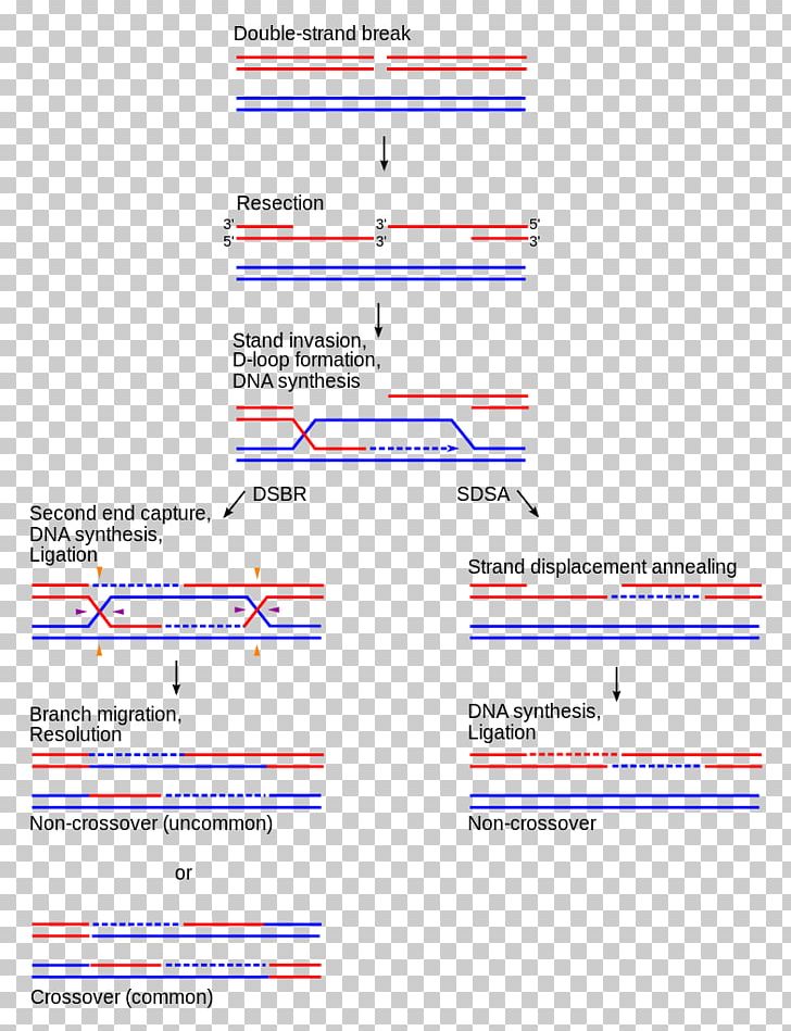 Holliday Junction Chromosomal Crossover Synthesis-dependent Strand Annealing Homologous Recombination DNA PNG, Clipart, Angle, Area, Chromosomal Crossover, Diagram, Dna Free PNG Download
