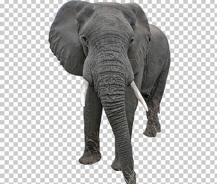 Indian Elephant African Elephant PhotoScape PNG, Clipart, African Elephant, Animal, Blog, Elefantes, Elephant Free PNG Download