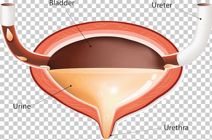 Urinary Bladder Disease Excretory System Urinary Incontinence Urine PNG, Clipart, Anatomy, Angle, Bladder, Cross Section, Excretory System Free PNG Download