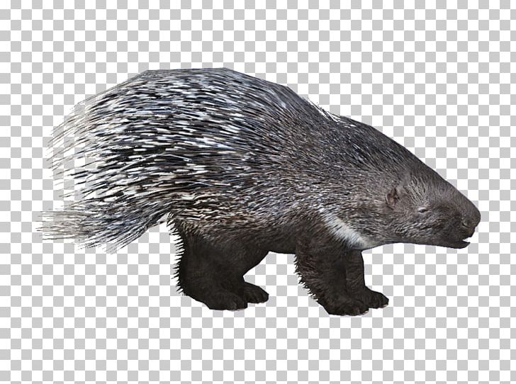 Zoo Tycoon 2 Crested Porcupine Beaver Rodent PNG, Clipart, Animal, Animals, Beaver, Cape Porcupine, Carnivoran Free PNG Download