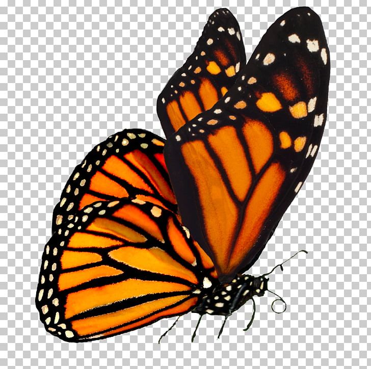 Monarch Butterfly April Empowered Light Holistic Expo Papillon Dog United States PNG, Clipart, Arthropod, Biological Life Cycle, Brush Footed Butterfly, Butterflies And Moths, Butterfly Free PNG Download