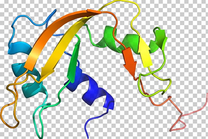 Organism Line PNG, Clipart, Art, Line, Organism, Ribonuclease Free PNG Download