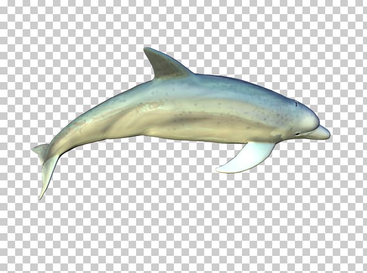 Spinner Dolphin Common Bottlenose Dolphin Short-beaked Common Dolphin Striped Dolphin Wholphin PNG, Clipart, Animal, Bottlenose Dolphin, Fauna, Mammal, Marine Biology Free PNG Download
