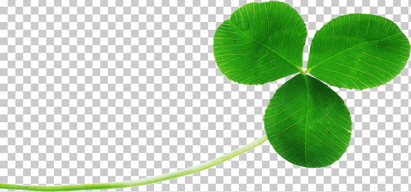 Shamrock PNG, Clipart, Clover, Creeping Wood Sorrel, Dutch Clover, Flower, Green Free PNG Download