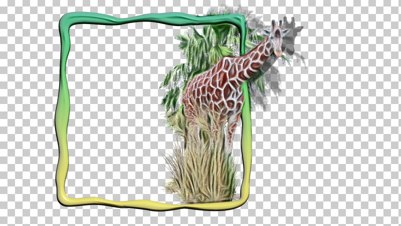 Giraffe Giraffe / M Wildlife Terrestrial Plant Giraffids PNG, Clipart, Biology, Giraffe, Giraffe M, Giraffids, Paint Free PNG Download