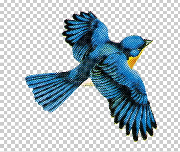 Bird Stock Illustration Graphics Flight PNG, Clipart, Art, Beak, Bird, Bluebird, Common Pet Parakeet Free PNG Download