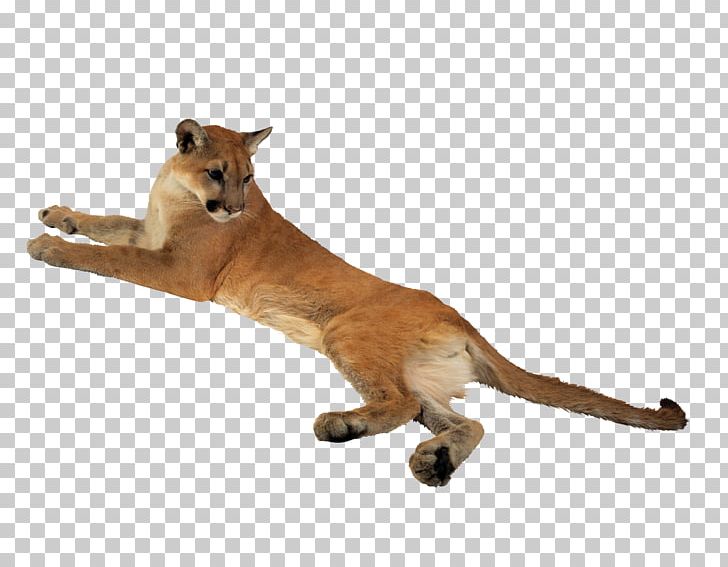 Cougar Lion Cheetah Leopard Tiger PNG, Clipart, Animal, Animals, Big Cats, Black Panther, Carnivoran Free PNG Download