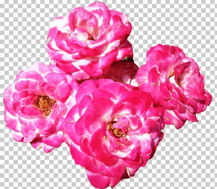 Garden Roses Cabbage Rose Floribunda Cut Flowers Petal PNG, Clipart, Artificial Flower, Baking Powder, Cooking, Cut Flowers, Darshan Free PNG Download
