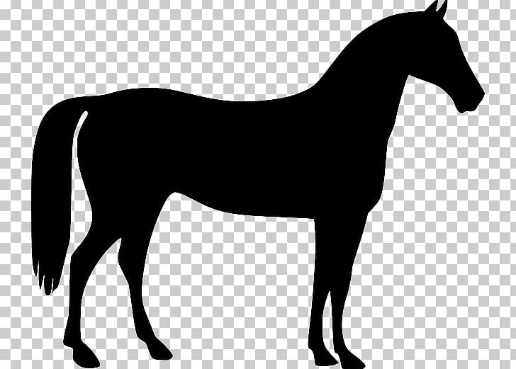 Mustang American Quarter Horse Stallion Pony PNG, Clipart, Black, Black And White, Colt, Drawing, English Riding Free PNG Download