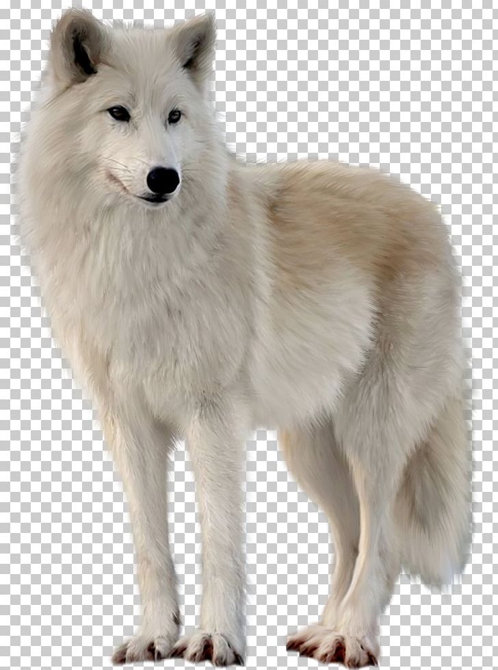 Canadian Eskimo Dog Greenland Dog Alaskan Tundra Wolf Arctic Fox Arctic Wolf PNG, Clipart, Alaskan Tundra Wolf, Animal, Animals, Arctic Fox, Arctic Wolf Free PNG Download