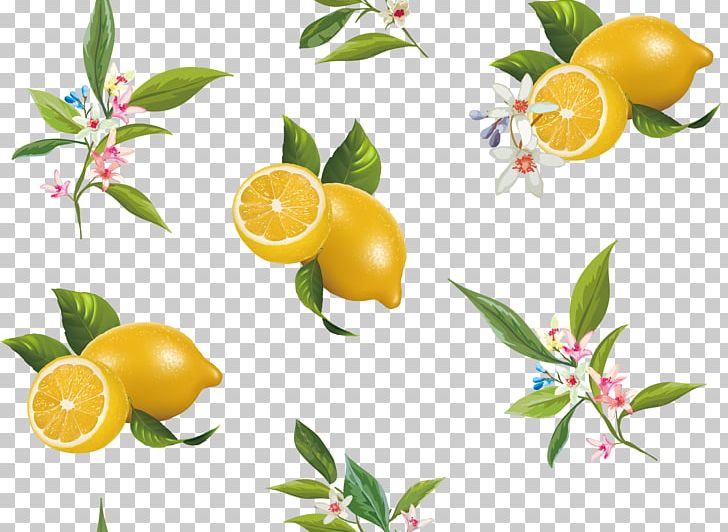 Lemon Bitter Orange Citrus Junos PNG, Clipart, Bones, Branch, Calamondin, Citric Acid, Citrus Free PNG Download