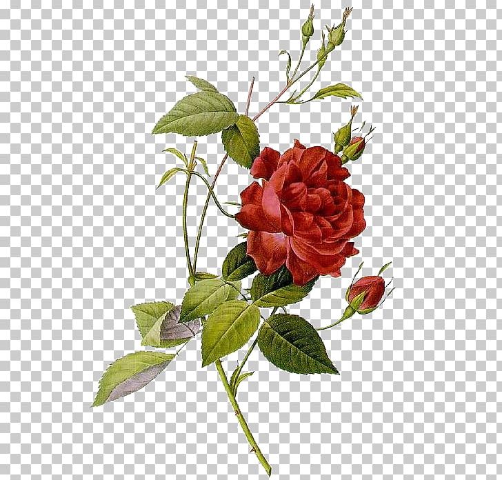 Les Roses Botanical Illustration Art PNG, Clipart, Botany, Branch, China Rose, Cut Flowers, Drawing Free PNG Download