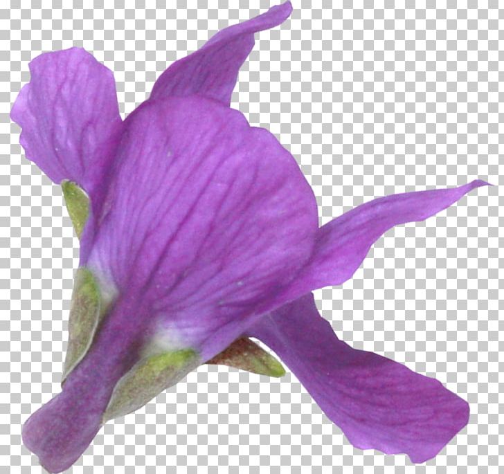 Petal PNG, Clipart, Easter, Flower, Flowering Plant, Flowers, Iris Free PNG Download