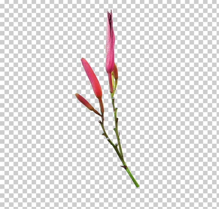 Twig Bud Plant Stem Magenta Flowering Plant PNG, Clipart, Branch, Bud, Flora, Flower, Flowering Plant Free PNG Download