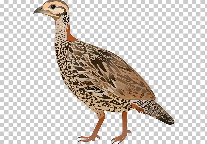 Bird Grey Partridge Black Francolin Grey Francolin PNG, Clipart, Alectoris, Animals, Beak, Bird, Black Free PNG Download