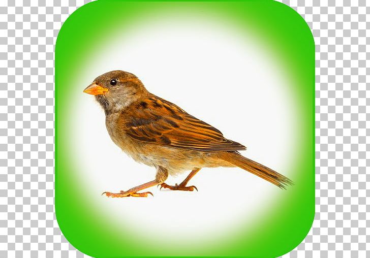 House Sparrow Bird Control Spike Stock Photography PNG, Clipart, Animals, Beak, Bird, Bird Control, Bird Control Free PNG Download
