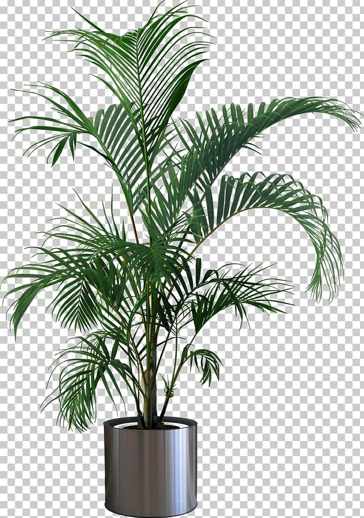 Houseplant Flowerpot Tree PNG, Clipart, Arecaceae, Arecales, Attalea Speciosa, Ceramic, Date Palm Free PNG Download