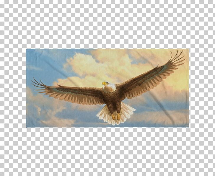 Bald Eagle Bird Of Prey Accipitriformes PNG, Clipart, Accipitriformes, Animals, Bald Eagle, Beak, Bird Free PNG Download
