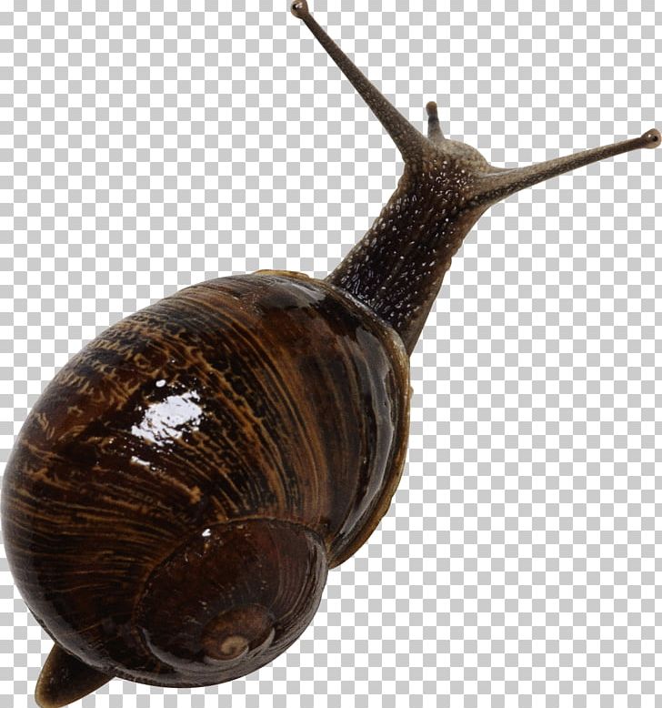 Grove Snail Computer Icons PNG, Clipart, Animals, Cepaea, Computer Graphics, Computer Icons, Download Free PNG Download