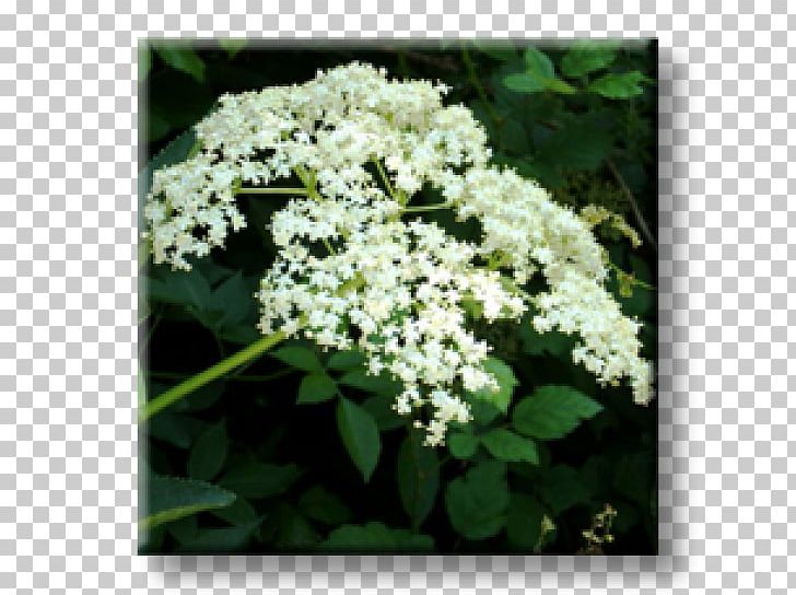 Viburnum Lentago Elder Matrimony Vine Shrub Barberry PNG, Clipart, Aronia, Barberry, Berry, Chives, Cow Parsley Free PNG Download