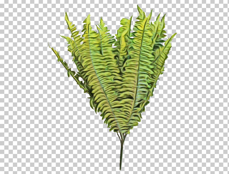 Fern PNG, Clipart, Caulerpa, Fern, Ferns And Horsetails, Flower, Leaf Free PNG Download