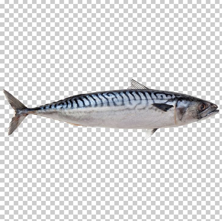 Atlantic Mackerel Fish Indian Mackerel Food PNG, Clipart, Anchovy, Animals, Atlantic, Atlantic Cod, Atlantic Herring Free PNG Download