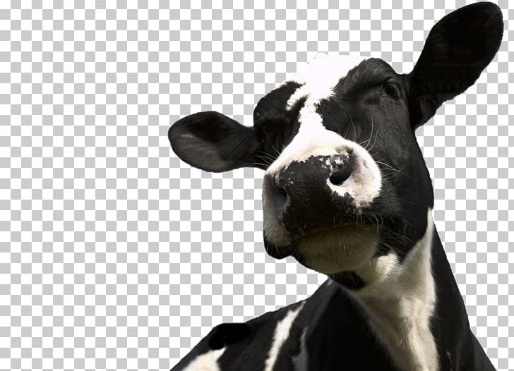 Cattle Milk Dairy PNG, Clipart, Agriculture, Art, Boston Terrier, Calf, Cattle Free PNG Download