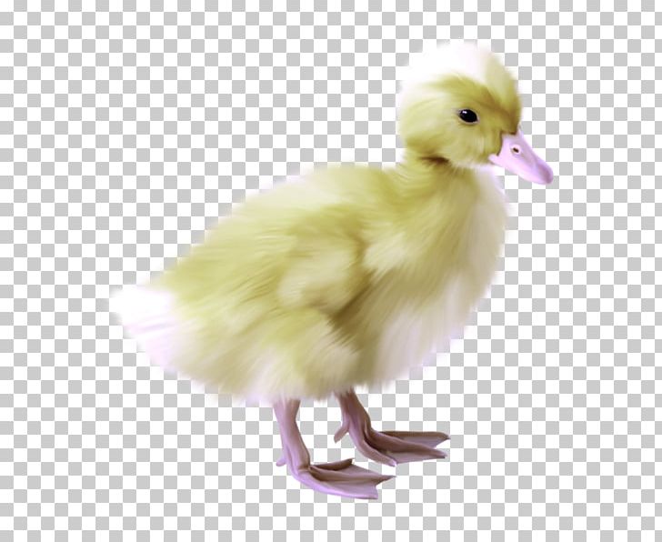 Duck Goose Chicken Bird PNG, Clipart, Animal, Animals, Beak, Bird, Chicken Free PNG Download