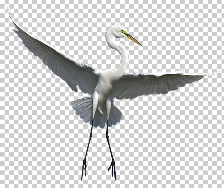 Great Egret Bird Crane Wader PNG, Clipart, Animals, Ardea, Beak, Ciconiiformes, Crane Like Bird Free PNG Download