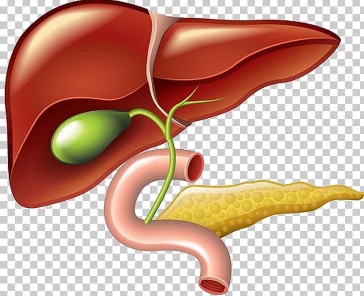 Liver And Gallbladder Pancreas PNG, Clipart, Anatomy, Bile, Diagram, Duodenum, Fruit Free PNG Download