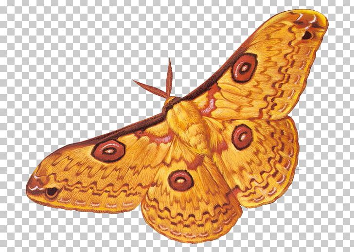 Moth Soul Immortality Symbol Author PNG, Clipart, 8 March, Arthropod, Author, Butterflies And Moths, Butterfly Free PNG Download