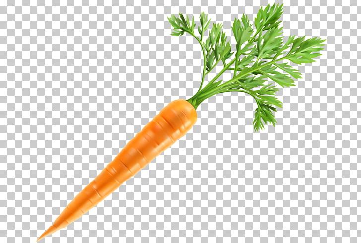 Baby Carrot Portable Network Graphics Vegetable PNG, Clipart, Art, Baby Carrot, Carrot, Clip, Download Free PNG Download