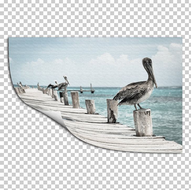 Bird Gulf Shores Australian Pelican Photography Printing PNG, Clipart, Animals, Australian Pelican, Beak, Bird, Birdwatching Free PNG Download